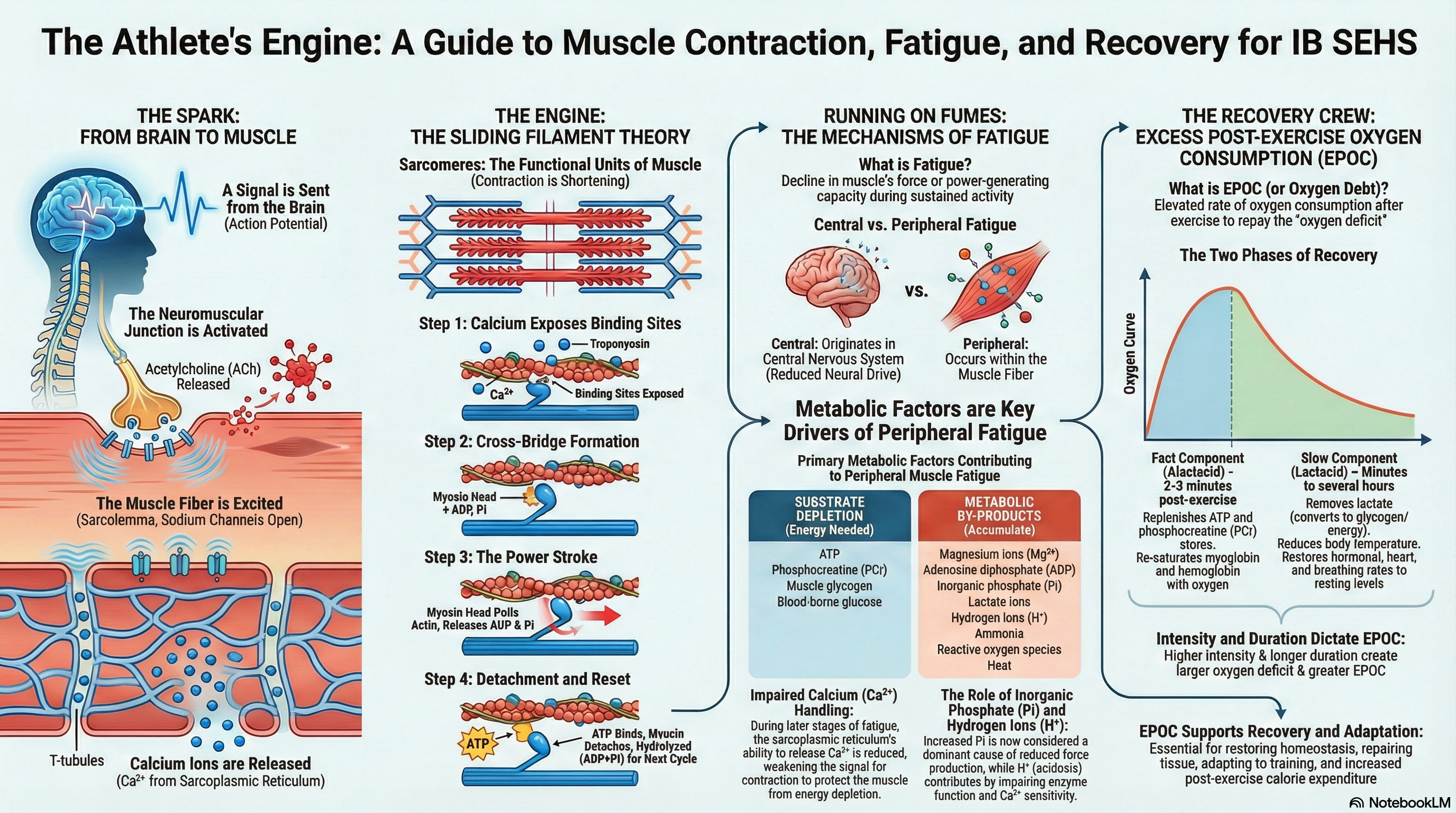 Sliding Filament Theory Diagram