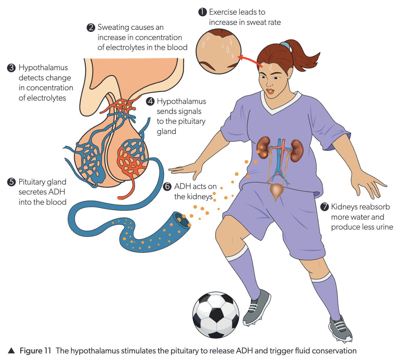 ADH Feedback Loop for Water Retention (Figure 17)