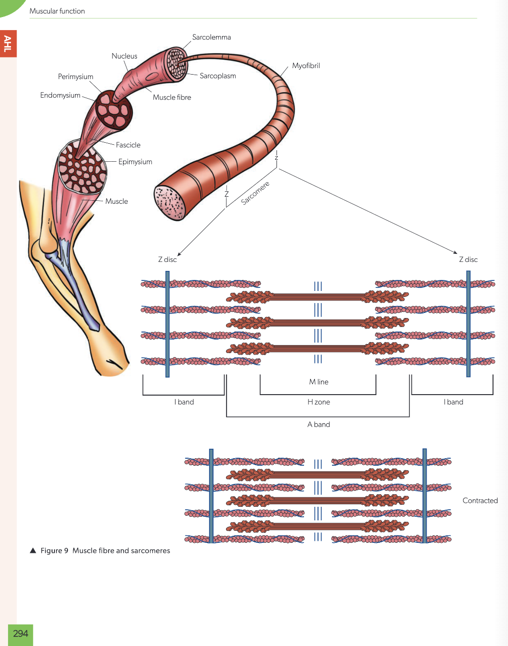 Diagrams of a sarcomere and a muscle fibre